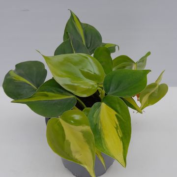 Filodendron scandens 'Brasil'