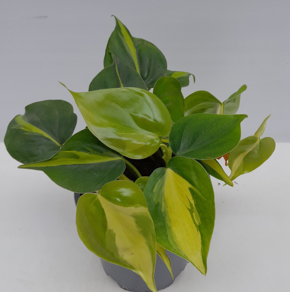 Philodendron scandens 'Brasil'  Plant Wholesale FlorAccess