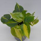 Philodendron scandens 'Brasil'