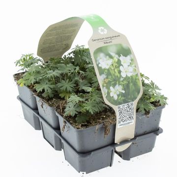 Geranium sanguineum 'Album'