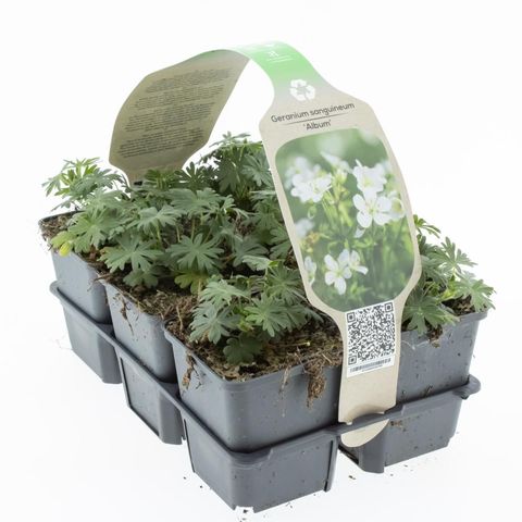 Geranium sanguineum 'Album'