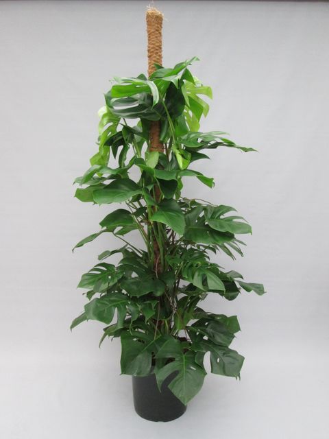 Monstera deliciosa