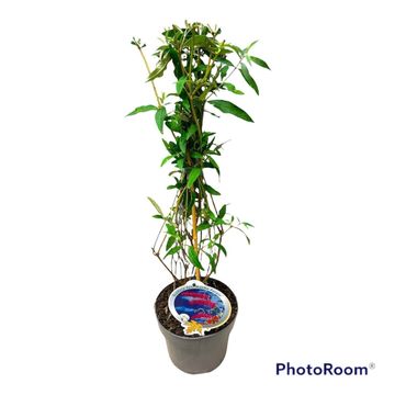 Buddleja davidii 'Nanho Purple'
