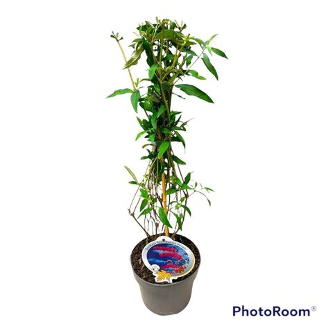 Buddleja davidii 'Nanho Purple'