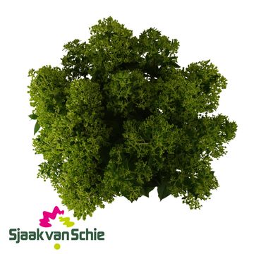 Hydrangea paniculata PINKLIGHT