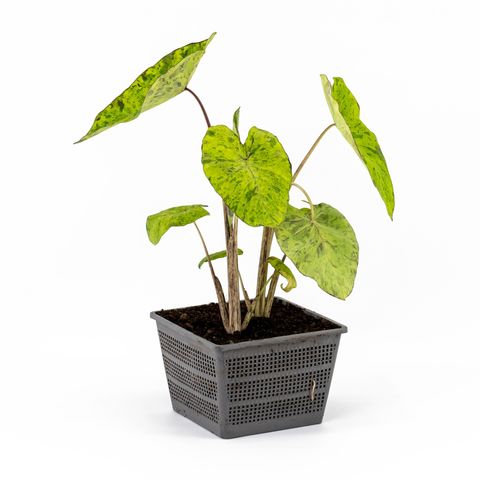 Colocasia esculenta 'Mojito' (Moerings Waterplanten)
