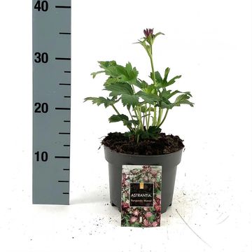 Astrantia major 'Burgundy Manor'