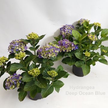 Hydrangea macrophylla DEEP OCEAN BLUE