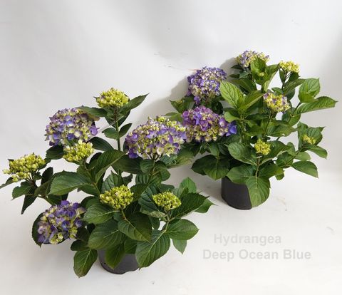 Hydrangea macrophylla DEEP OCEAN BLUE