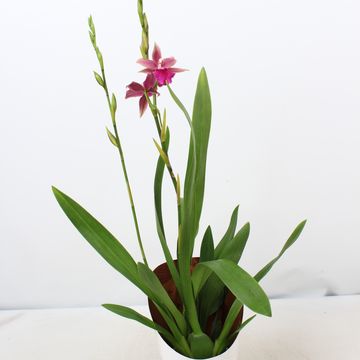 Miltonia