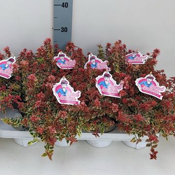 Abelia x grandiflora 'Lady Peach'