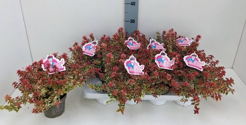 Abelia x grandiflora 'Lady Peach'
