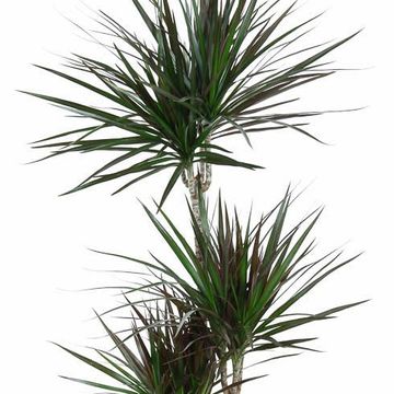 Dracaena marginata 'Magenta'