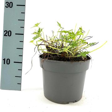 Geranium x oxonianum 'Rose Clair'