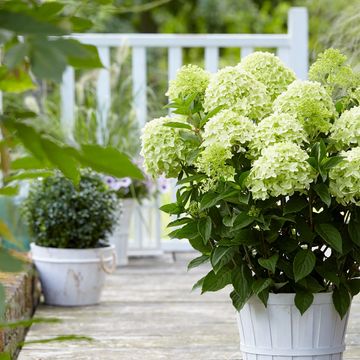 Hydrangea paniculata WHITELIGHT