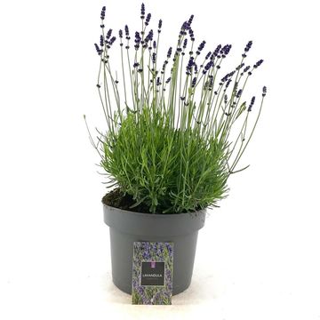 Lavandula angustifolia 'Hidcote'