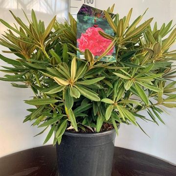 Rhododendron 'Ana'