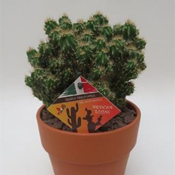 Cereus peruvianus monstrosus compacta