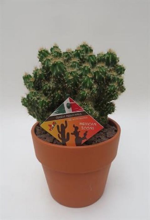 Cereus peruvianus monstrosus compacta