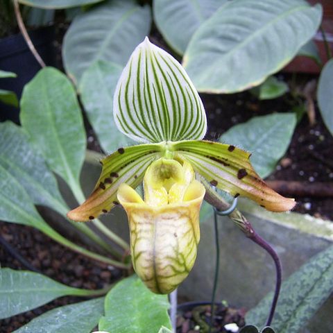 Paphiopedilum venustum — Plant Wholesale FlorAccess