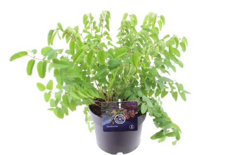 Sanguisorba officinalis 'First Star'