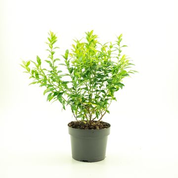 Vaccinium corymbosum 'Hortblue Petite'