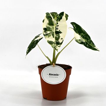 Alocasia micholitziana 'Frydek Variegata'