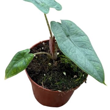 Alocasia sulawesi 'Green Carpet'