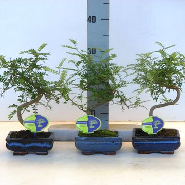 Zanthoxylum piperitum