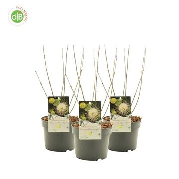 Cephalanthus occidentalis MOONSHINE FANTASY