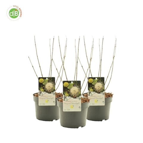 Cephalanthus occidentalis MOONSHINE FANTASY