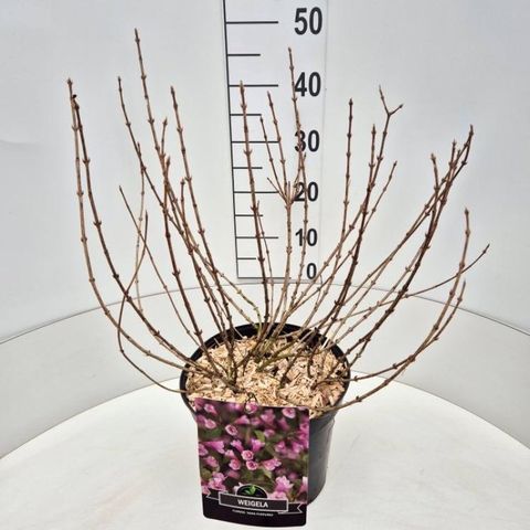 Weigela florida 'Nana Purpurea'