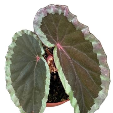 Begonia baramensis