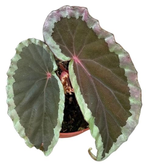 Begonia baramensis