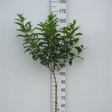 Hydrangea paniculata VANILLE FRAISE