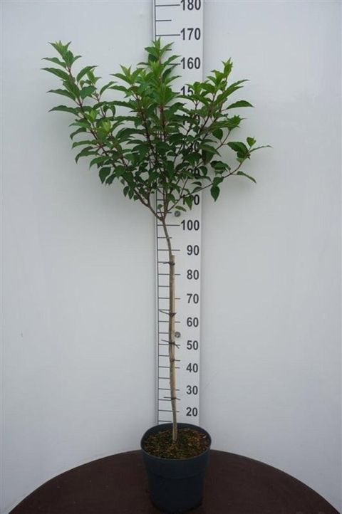 Hydrangea paniculata VANILLE FRAISE