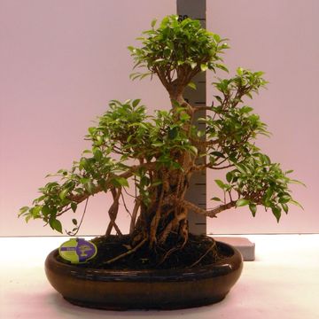 Ficus retusa