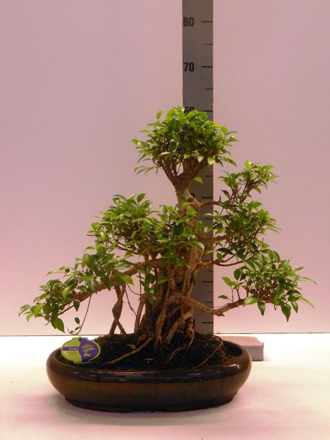 Ficus retusa