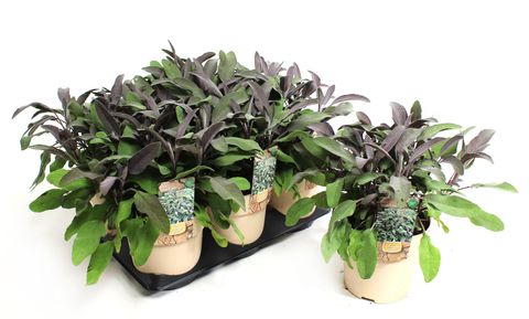 Salvia officinalis 'Purple Beauty'