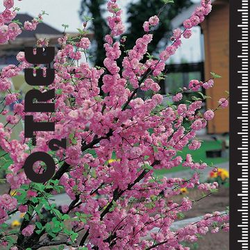 Prunus triloba