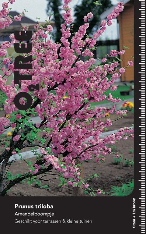 Prunus triloba