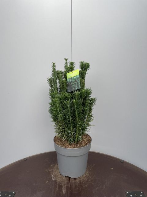 Cephalotaxus harringtonii 'Fastigiata'