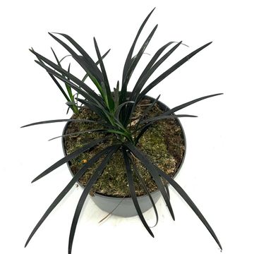 Ophiopogon planiscapus 'Niger'