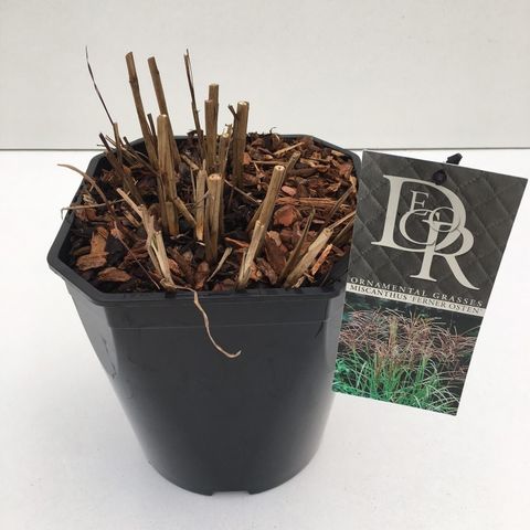 Miscanthus sinensis 'Ferner Osten'