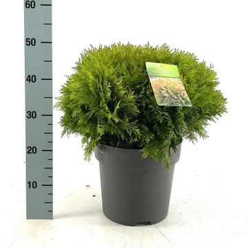 Thuja occidentalis 'Mirjam'