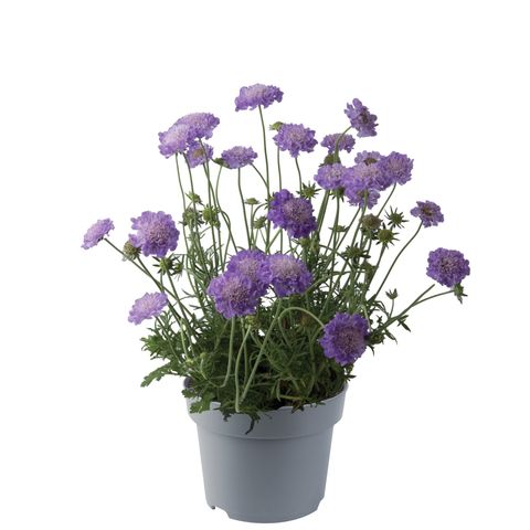 Scabiosa columbaria 'Mariposa Blue'