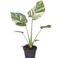 Monstera 'Crème Brûlée'