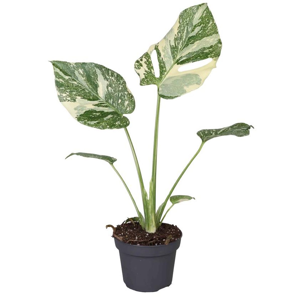 Monstera deliciosa 'Cream Brulee' 限定1株 コレクション】モンステラ デリシオーサ 'タイコンステレーション