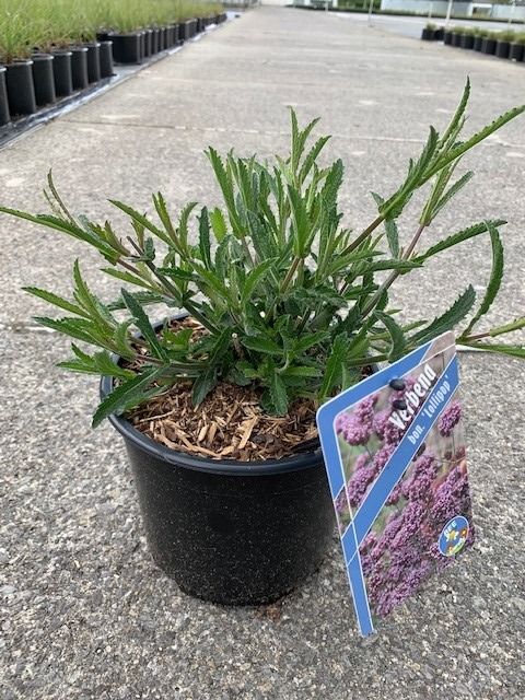 Verbena bonariensis 'Lollipop'