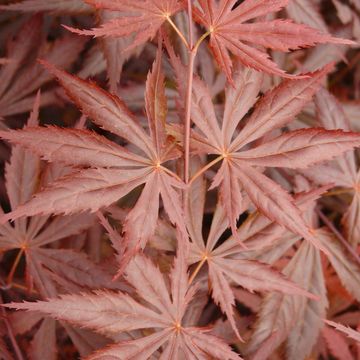 Acer palmatum 'Trompenburg'
